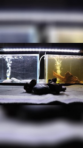 It can be difficult to determine water quality just by looking at an aquarium. #fishtank #fishkeeping #aquarium | Prime Time Aquatics