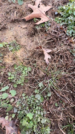 Best way to get rid of ants! | Ceith Griffith