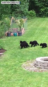 288K views · 579 shares | Bear-y cute. These 4 cubs along with their mama and playing in a backyard in Connecticut.  | The National Desk - TND | Facebook