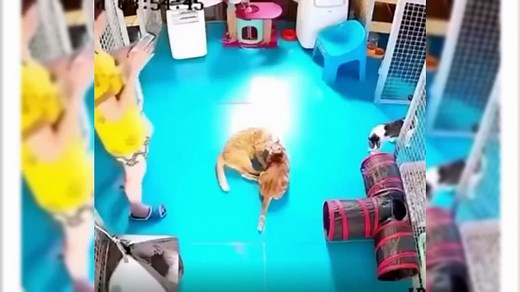 EPIC ANIMALS FAILS Compilation 2024:   Funniest Fail