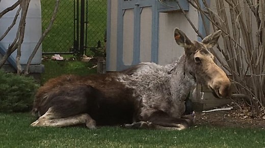 Moose family spotted in northwest Calgary