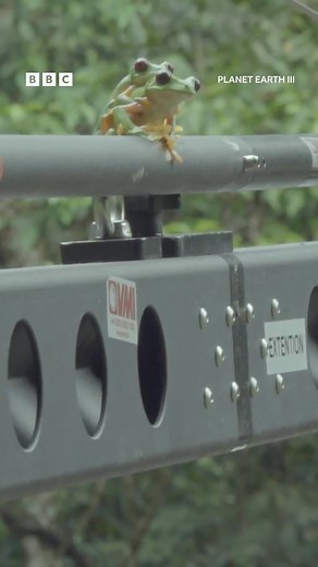 147K views · 2.5K reactions | Throwback to this filming of thousands of mating gliding tree frogs in the jungles of Costa Rice And the Planet Earth III crew found out they weren’t the only visitors to the pond… #PlanetEarth3 #Nature #Wildlife #WorldWildlifeDay #Throwback | BBC One | Facebook