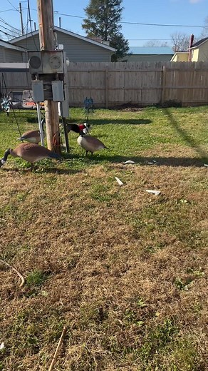 I mean I did tell him to go outside and play 😭😂🥹😬 #dogmomproblems | Amy Parsley Frazier