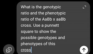 What is the genotypic ratio and the phenotypic ratio of the AaB... | Filo