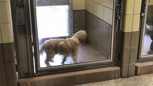 ✔️rescued 12/3/18 BLIND SENIOR #A1487436 I am a male, silver and white Lhasa Apso. The shelter staff think I am about 7 years old. I have been at the shelter since Nov 19, 2018. https://petharbor.com/pet.asp?uaid=RVSD.A1487436 | I Love Rescue