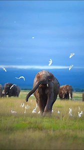 86K views · 4K reactions | Ganapathi Bappa Morya  #ganeshchaturthi #sadaawildlifephotography #sadaawildstories | Sadha | Facebook