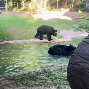 7K views · 390 reactions | Boudreaux gives TJ a bear “boop” from the water! The pair have shed their winter coats and can be spotted taking dips in the pool to stay cool this summer. | Fort Worth Zoo | Facebook