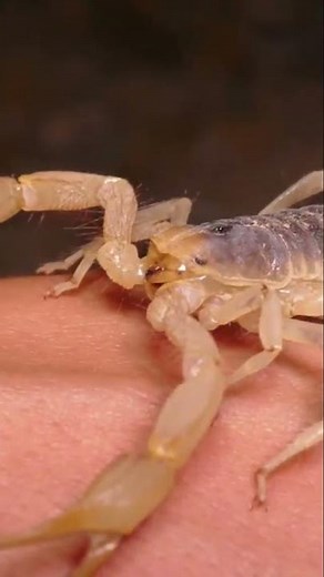 Why Is It Called The Giant Desert Hairy Scorpion 🌟