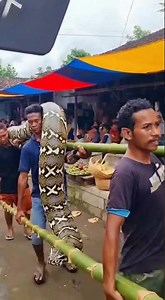 EXTREME SNAKE CATCH! How Locals Caught This Monster Python