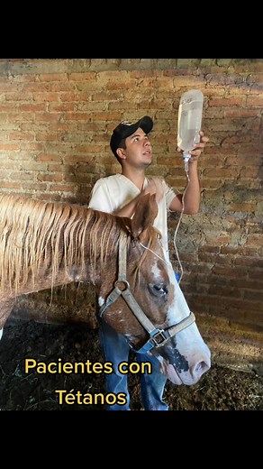 Vacunas y Tratamiento del Tétano en Caballos