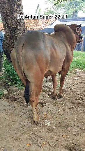 Sapi madura super 22,5JT di pasar Kamisan ketapang #cow #sapi #sapiternak #pasarsapi | Pulau Sapi