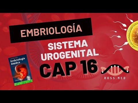 CAP 16-SISTEMA UROGENITAL-EMBRIOLOGÍA MÉDICA LANGMAN-RESUMEN-PODCAST