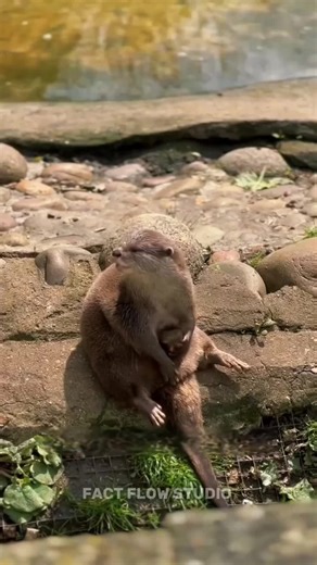 Otters carry favorite rocks for life, and one guy accidentally adopted a 60-pound biter. 🦦😤 #creatorsearchinsights #otter #animalfacts