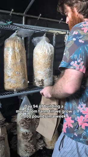 6.3K views · 1.5K reactions | Day 94 of building a mushroom farm. As...