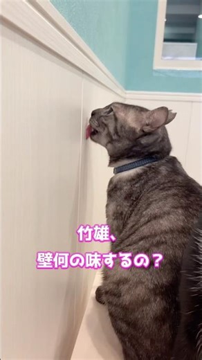 竹雄、壁ナメにはまる。3/23(月)くくるの森open🚪#cat #catcafe #保護猫カフェ #保護猫 #猫のいる暮らし #ねこ #猫 #ネコ #ねこ動画 #猫動画 #shorts