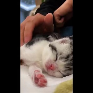 Cute baby animals Videos Compilation Cute moment of the Animals - Cute Animals 3 | Funnyanimal