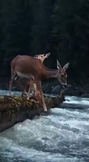Mom Deer Guides Fawn Across River With Love 🌿 #deer #wildlife #nature #fawn