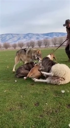 The wolf attacks the sheep, but a moment later few pit bulls attack the wolf