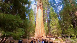 139K views · 4.3K reactions | General Sherman Tree. Just under 275-ft tall, this landmark in Sequoia National Park is the largest tree in the world by volume. | Just Drive America | Facebook