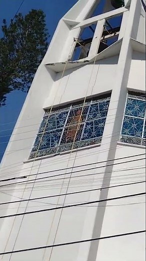 🔝🌲🌳Araucaria columnar de Nueva Caledonia (Araucaria columnaris) #pozarica #veracruz #mexico #nature