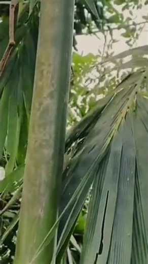 টটি আমার খাবার #foryou #shortvideo #trending #viralvideo