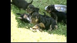 Documentaire | Le Yorkshire Terrier