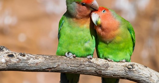Quels oiseaux choisir pour une volière extérieure ?