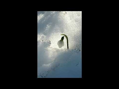 Si fragile - chanson de Luc DeLarochellière