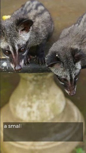 Kopi Luwak