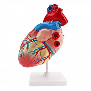 [Hot Item] Human Heart Model Anatomical Model (teaching model) Heart Anatomy Model Science Teaching
