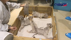 12K views · 635 reactions | Six rare White Bengal Tiger cubs were born in a local zoo in Zhengzhou, the provincial capital of central China's Henan Province. As such tigers have coloration dependent on a defective gene that is passed on from their parents, they are extremely endangered and thus protected. #tiger #animals #chinalife #DiversifiedChina | CGTN China24 | Facebook