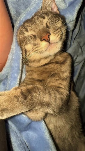 #trending #fyp #catsoftiktok #tiktok #viral