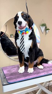 8.2K views · 176 reactions | Bub the Burmese Mountain Dog 殺 凉 #dogs #dogsbylogan #dog #doggrooming #doggroomer #sandiego #puppy #funnydogs #cutedogs | It’s Trippy TV | Facebook