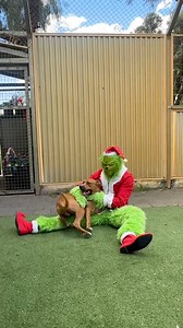 359K views · 6.7K reactions | Meet Max (Bodhi), the dog who stole the Grinch’s heart 凉 From being found tied to our front post… to being chosen by the Grinch himself. Bodhi’s Christmas story just got a whole lot brighter  | K9 Rescue Group | Facebook