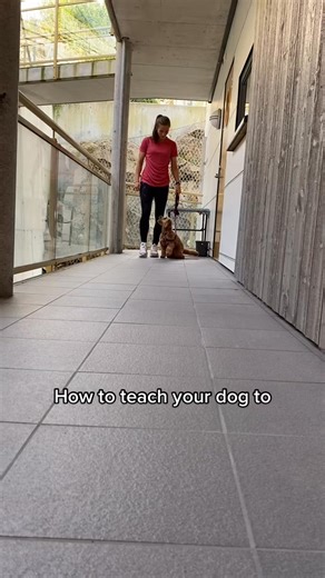 How to teach your dog to heel 殺 #cockapoo #heel #dog | viljacockapoo | Facebook