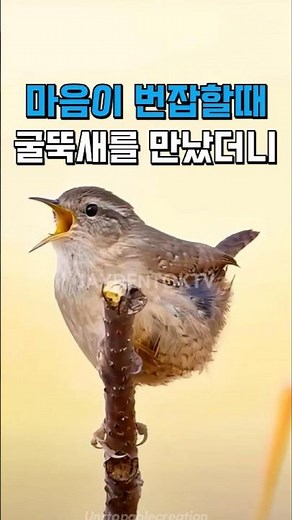 마음이 번잡할때 굴뚝새를 만났더니? #새소리 #asmr #제이든톡티비