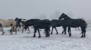 Storm Bert has arrived! There was only a hint of snow 10 minutes before this. I had just called this group of horses up the field so I could move them to shelter. | Friesians Scotland