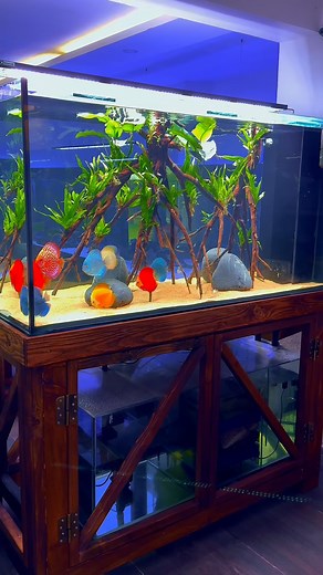 3.3K views · 614 reactions | #discusworld #discusaquascape #discusfish #discusturkiye #discusfishtank #discus #discusaquarium #discuslovers #discusbreeding #discusmalaysia #fish #aquascapedesign #aquariumhobby #aquariumfish #aquarium #akvaryum | Hobby Petshop Yusuf Tatli | Facebook