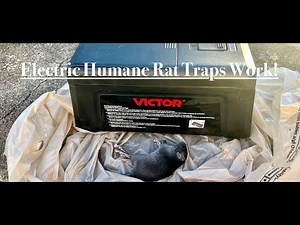 My Electric Victor Humane Rat Traps Work!