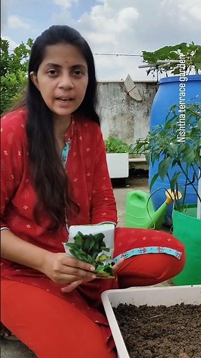 How to Grow Spinach at Home - Palak Gardening Guide