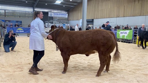 The commercial cattle championship at National Beef Association Beef Expo went to the heifer champion Pepper from Neil Slack with the reserve heifer Electra from Lynsey and Stuart Betts reserve overall Full report to follow | FG Shows & Sales