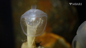 The predatory tunicate (Megalodicopia spp.) lives attached to the rocky seafloor, orienting a cavernous mouth into the currents. Unlike most tunicates who strain food from the water, Megalodicopia takes a more active approach to dining. Their oral siphon has evolved into a large pair of lips that quickly close to engulf larger prey items. This unique anatomy allows the predatory tunicate to capture nutrient-rich crustaceans. Working with our partners at the Monterey Bay Aquarium, we are learning