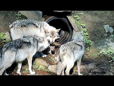 When Wolf Pups Wander, Chaos Ensues