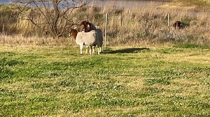 2.5M views · 20K reactions | I never tire of looking at this buck. He’s such a magnificent animal. Pacifica Alan on the job this morning  | Pacifica Boer Goat Stud | Facebook