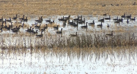 Waterfowl hunting season officially underway in Ill.