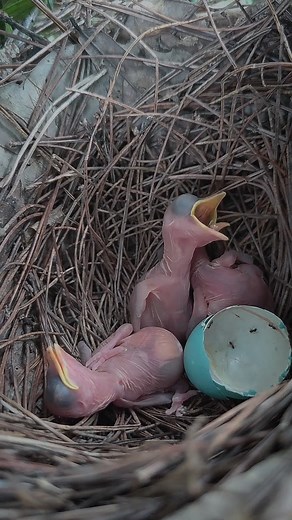 So Cute Baby Birds in the nest 🪹 🪺 | Review Birds News