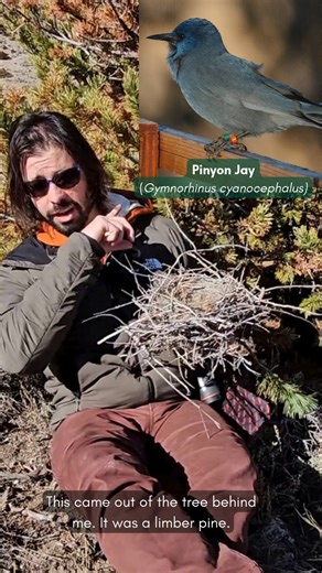 ✨ Research Highlight ✨ We’re sharing a moment in the field from our Pinyon Jay research project! Watch Draper Natural History Museum’s Corey Anco talk about Pinyon Jay nesting, the nest he’s holding, and why it’s now part of our museum collection. 🪺 #ResearchHighlights #PinyonJay #MuseumScience #NaturalHistory #CommunityScience | Draper Natural History Museum at the Buffalo Bill Center of the West