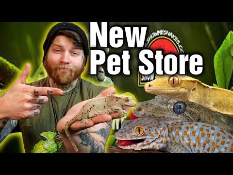 What It Takes To Open A Reptile Pet Store In 2023