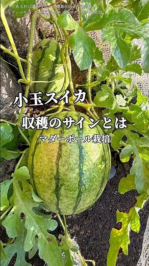 スイカ収穫のタイミング7選 #スイカ栽培 #スイカ収穫 #すいか #家庭菜園
