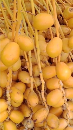 Complete Process of Drying Zahaidi Dates | UMAR Dates 🌴